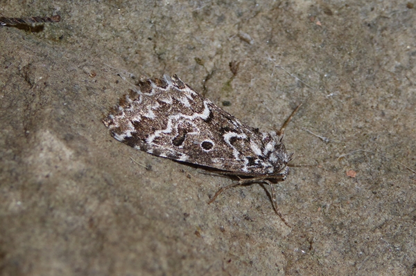 Alvaradoia numerica, Noctuidae